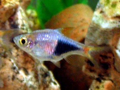 Rasbora heteromorpha
