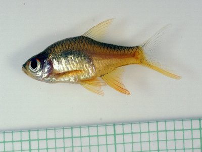 Rasbora vaterifloris