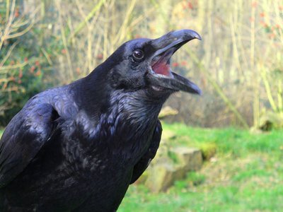 Raven croaker