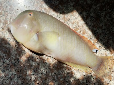 Razor wrasse