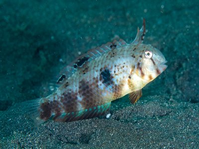 Razorfish