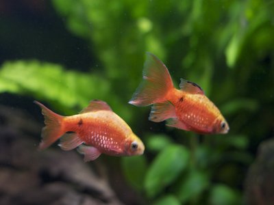 Red Barb