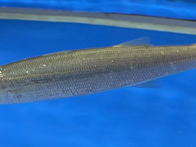 Red barracuda