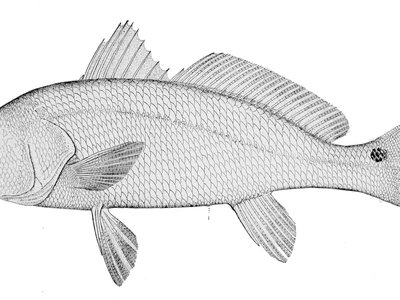 Red drum