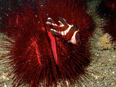 Red emperor snapper
