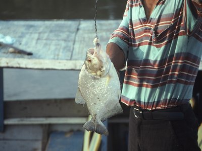 Red eyed piranha