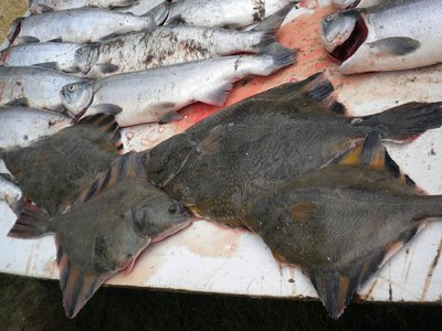 Red flounder
