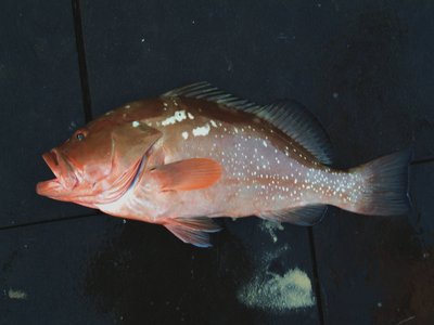Red grouper