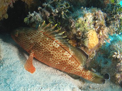 Red hind