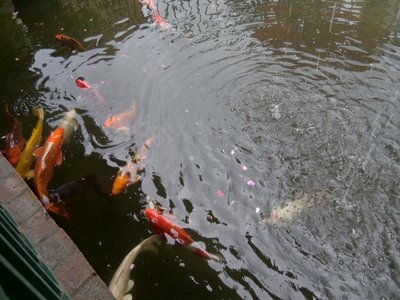 Red koi
