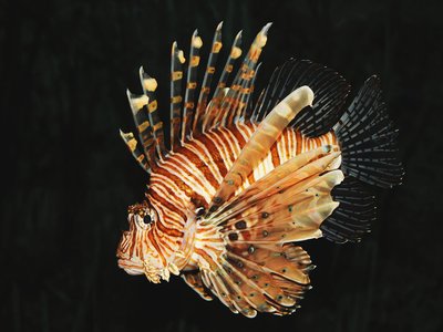Red lionfish