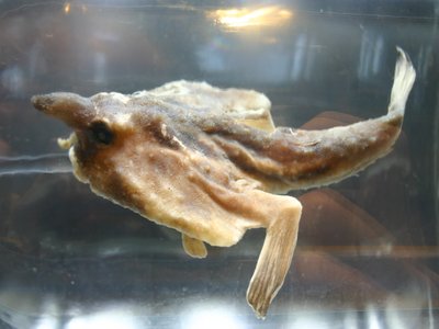 Red lipped batfish