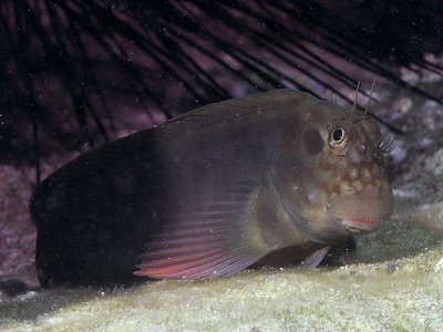 Red lipped blenny