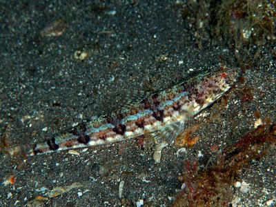 Red lizardfish