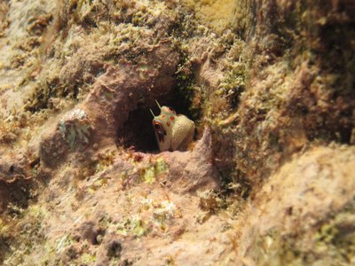 Red mariana blenny