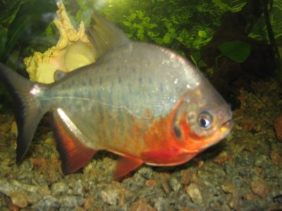 Red pacu