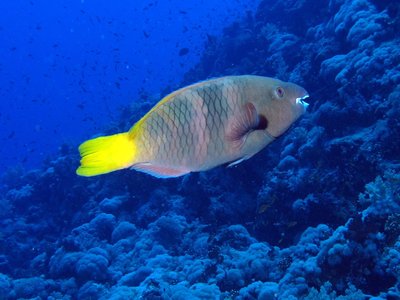 Red parrotfish