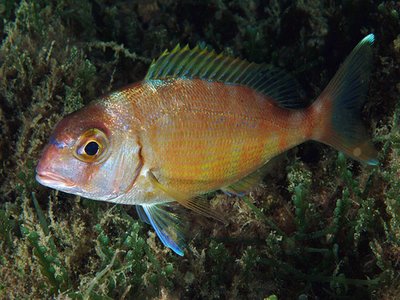 Red porgy