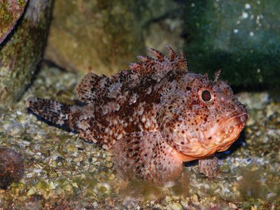 Red scorpionfish
