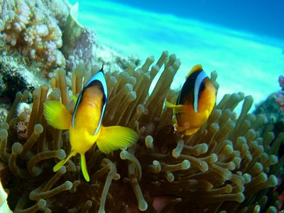 Red sea anemonefish