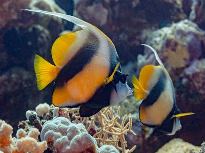 Red sea bannerfish