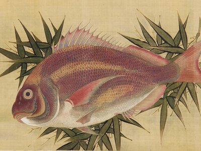 Red sea bream