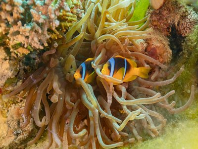 Red Sea Clownfish