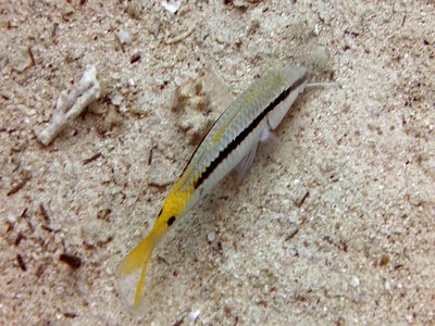 Red Sea Goatfish