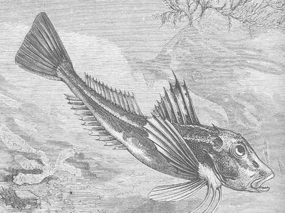 Red sea gurnard