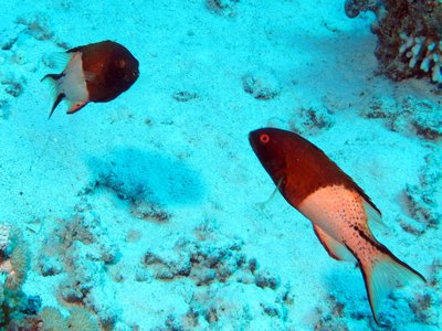 Red sea hogfish