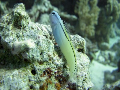 Red Sea Mimic Blenny