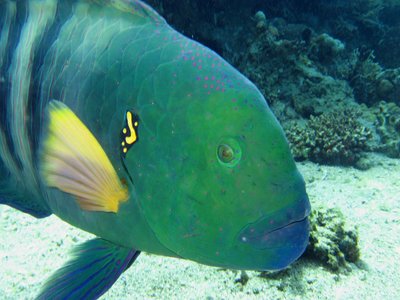 Red sea wrasse