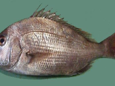 Red seabream