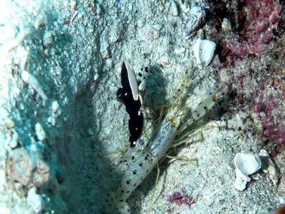 Red spot goby