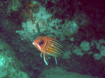 Red squirrelfish