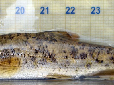 Red tail barbel