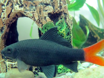 Red tailed shark
