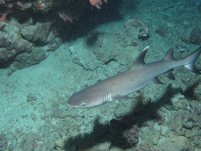 Red tipped shark