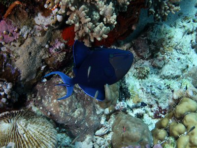 Red tooth triggerfish