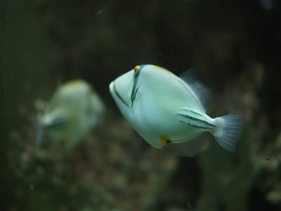 Red triggerfish
