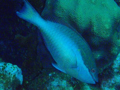 Redband parrotfish