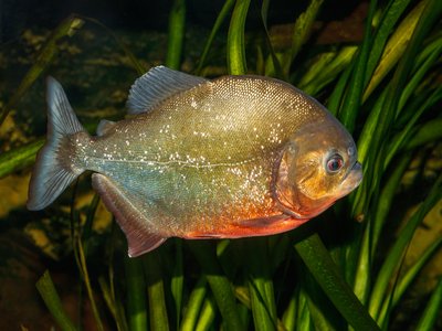 Redbellied piranha