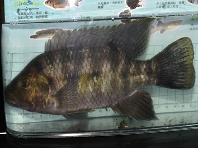Redbelly tilapia