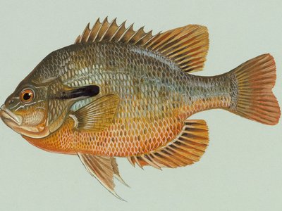 Redbreast sunfish