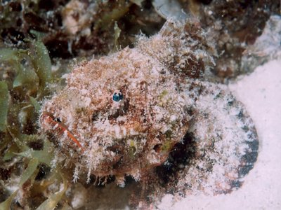 Reddish scorpionfish