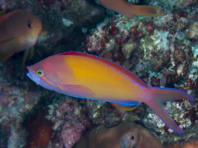 Redfin anthias