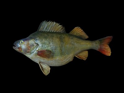 Redfin Perch