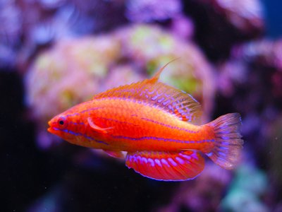 Redfin Wrasse