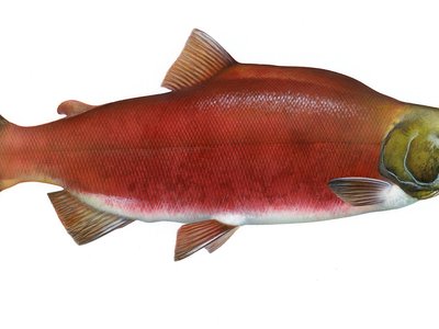 Redfish