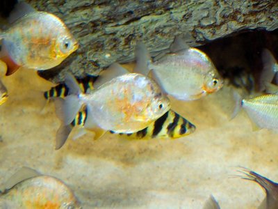 Redhead goby
